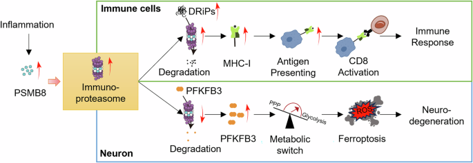 Proteasome 20S beta 8 (PSMB8) as a metabolic switcher of neuronal ferroptosis in multiple sclerosis
