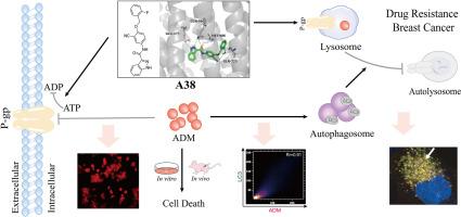 Discovery of a heterocyclic aromatic amide based P-gp inhibitor as coadjutant regulating autophagy against drug resistance in breast cancer