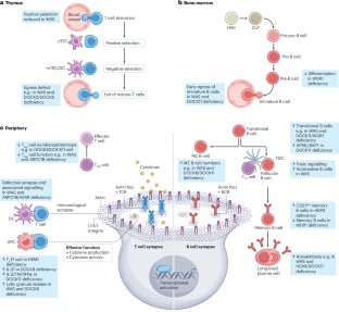 Immune-related actinopathies at the cross-road of immunodeficiency, autoimmunity and autoinflammation