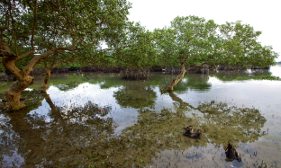 Carbon storage in coastal wetlands