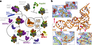 Host transfer RNA guides assembly of viral RNA polymerase