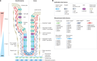 Defining the mucosal ecosystem: epithelial–mesenchymal interdependence in gastrointestinal health and disease