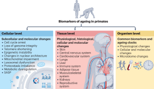 Biomarkers of ageing of humans and non-human primates