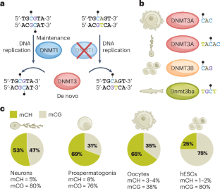 Non-CG DNA methylation in animal genomes