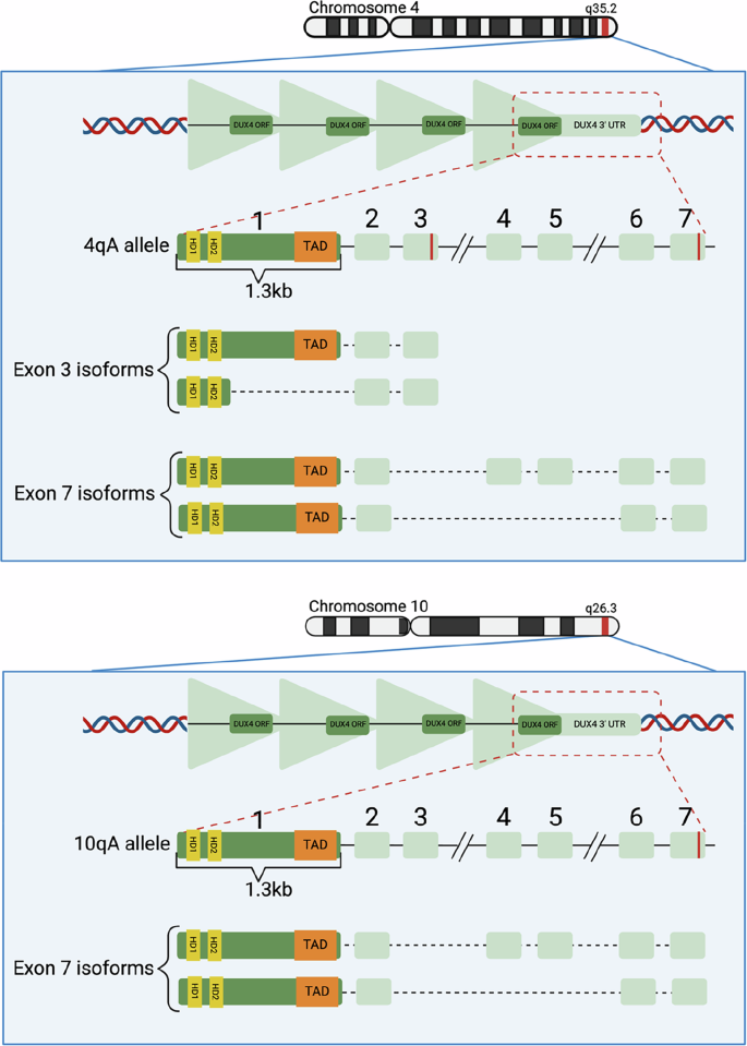 DUX4-rearranged B-ALL: deciphering a biological and clinical conundrum