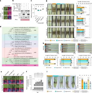 An apoplastic fungal effector disrupts N-glycosylation of ZmLecRK1, inducing its degradation to suppress disease resistance in maize