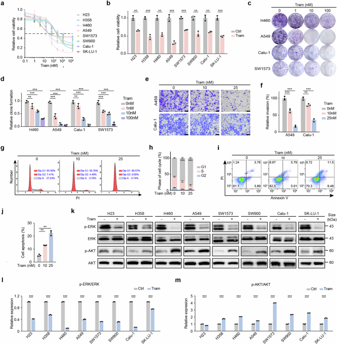 Coinhibition of the MEK/RTK pathway has high therapeutic efficacy in KRAS-mutant non-small cell lung cancer