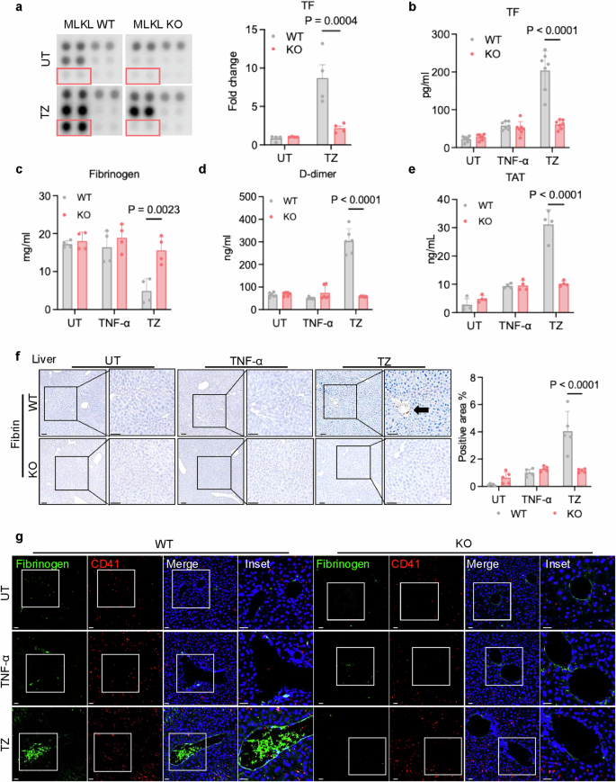 Soluble tissue factor generated by necroptosis-triggered shedding is responsible for thrombosis