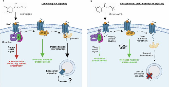 Rewiring β2-adrenergic receptor signaling: harnessing non-canonical GRK functions to treat metabolic diseases