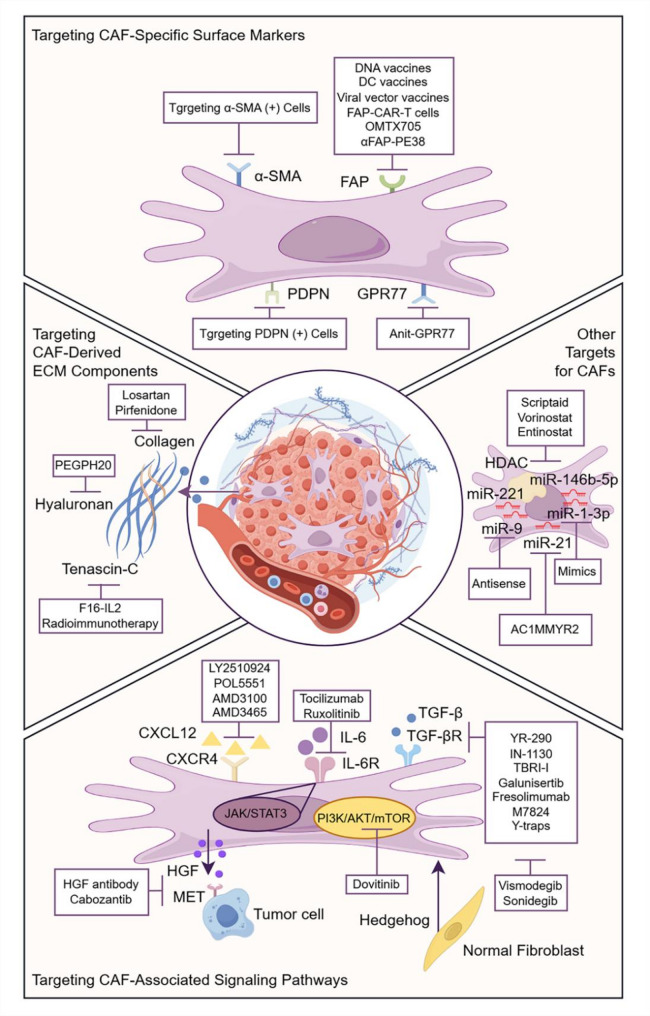 Crosstalk between heterogeneous cancer-associated fibroblast subpopulations and the immune system in breast cancer: key players and promising therapeutic targets.