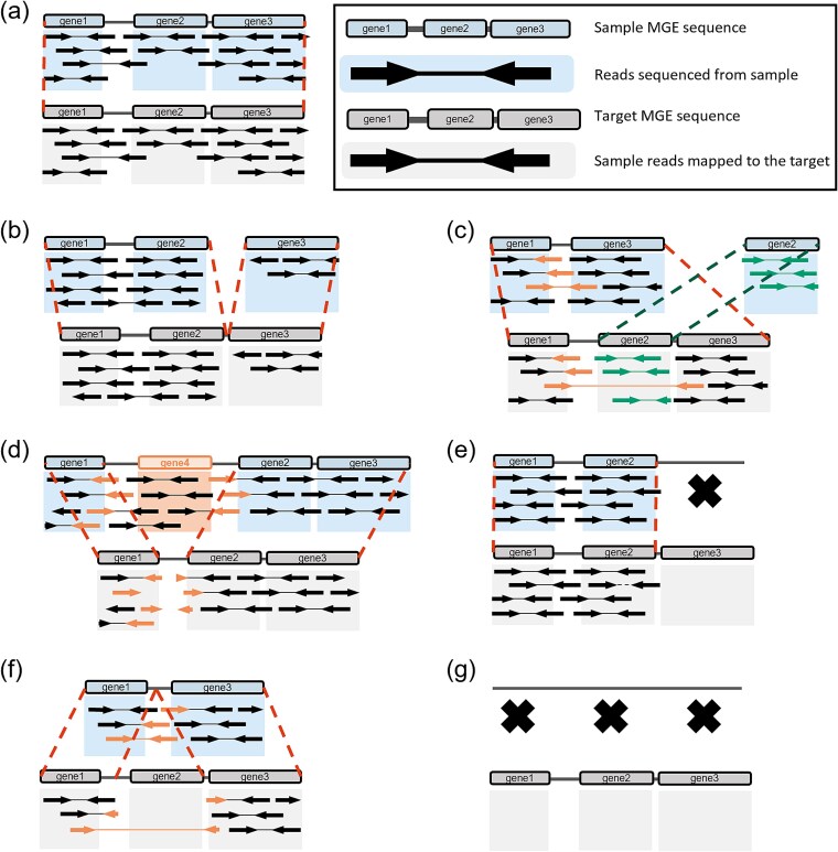 DeepMobilome: predicting mobile genetic elements using sequencing reads of microbiomes.