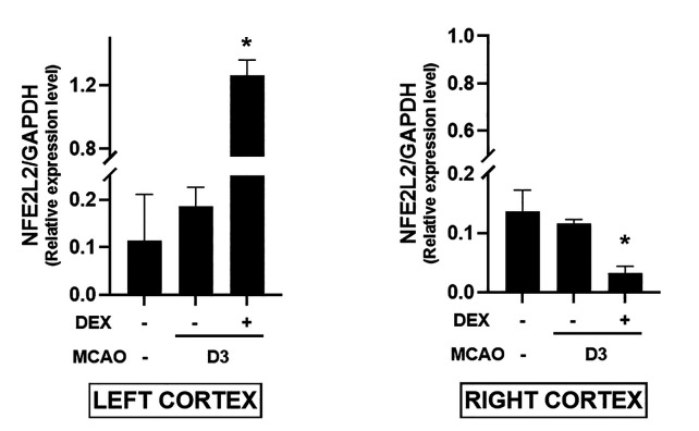 Dexmedetomidine Up-regulates Brain-derived Neurotrophic Factor <i>via</i> Nrf2 in a Mouse Middle Cerebral Artery Occlusion Model.
