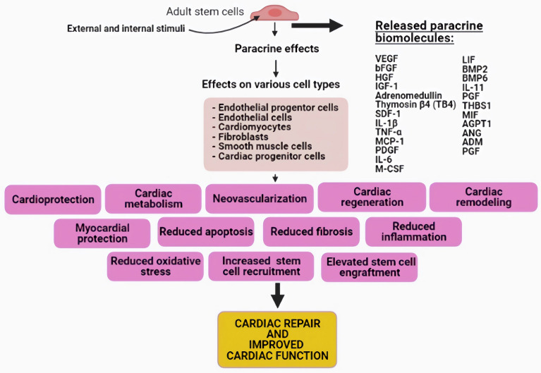 Current status and new horizons in stem cell therapy in cardiovascular regenerative medicine (CaVaReM): an update.