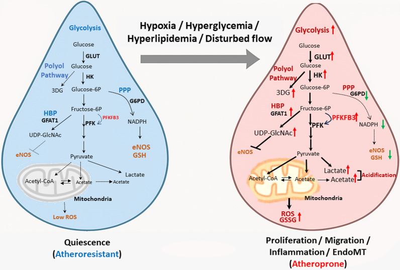 Impacts of aging and fluid shear stress on vascular endothelial metabolism and atherosclerosis development.