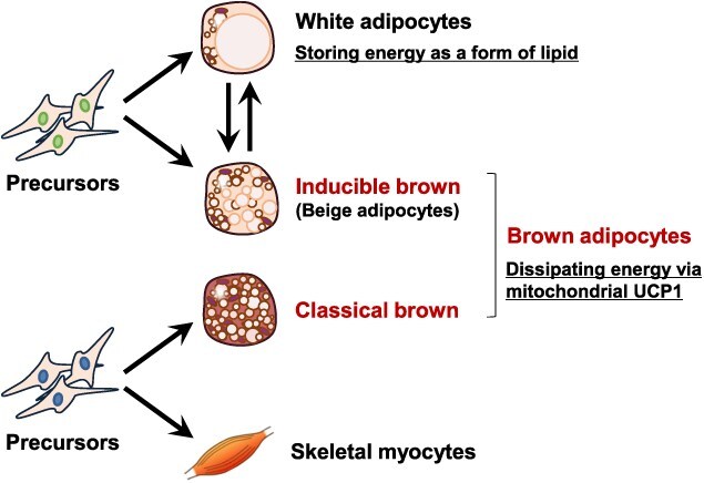 Transcriptional control of brown adipocyte differentiation and function by NFIA: recent perspectives on deciphering metabolic diseases.