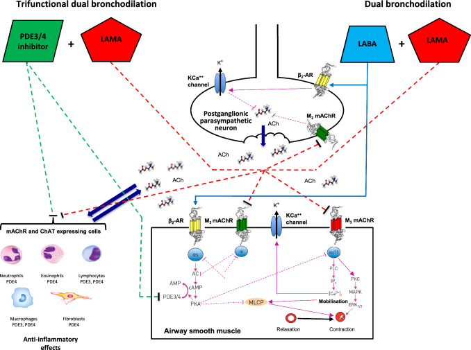 Ensifentrine Plus a Long-Acting Muscarinic Antagonist in COPD: A Trifunctional Dual Bronchodilation Perspective.