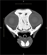 Diffuse Osteosclerosis in a Young Cat Presenting With Chronic Nasal Congestion: A Case Report.