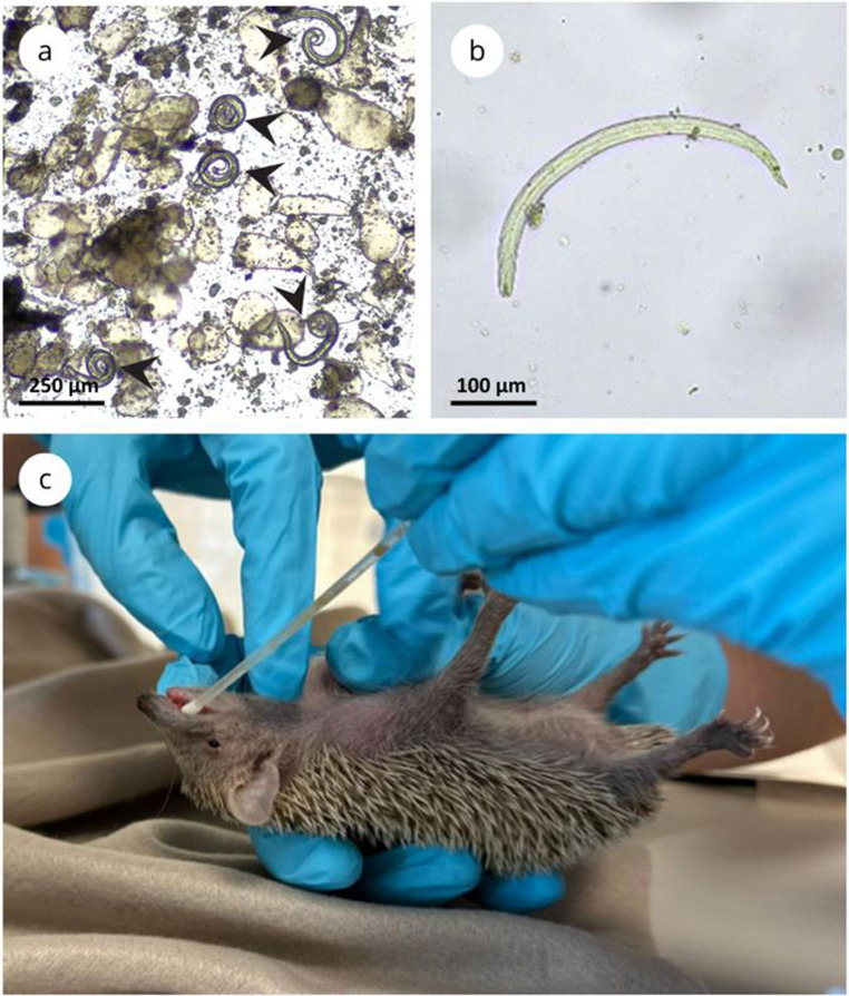 Same parasite, diverging fates: distinct responses of tenrecs to Angiostrongylus cantonensis infection.