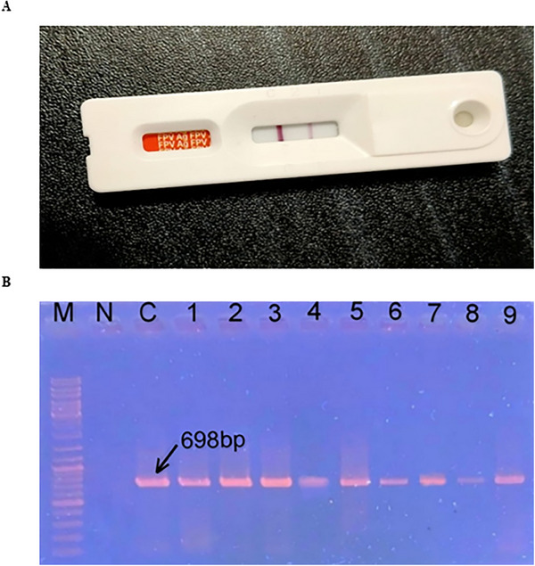 Comparative Detection and Genetic Characterization of Feline Panleukopenia Virus in Bangladesh.