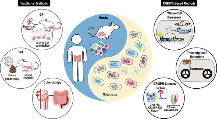 CRISPR-based genetic tools for the study of host-microbe interactions.
