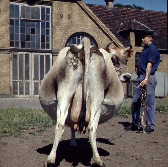 An Overview of Developmental Disorders Leading to Dystocia in Cattle.