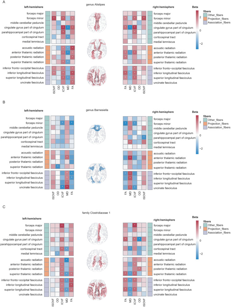 Gut Microbiota and White Matter Integrity: A Two-Sample Mendelian Randomization Analysis.