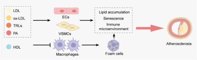 Lipid overload meets S-palmitoylation: a metabolic signalling nexus driving cardiovascular and heart disease.