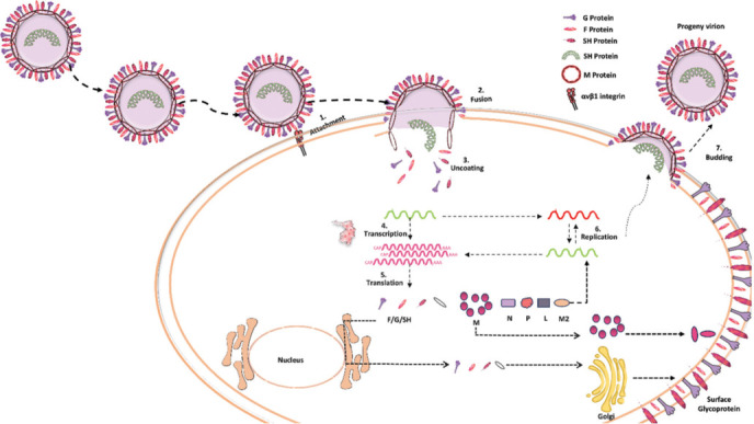 In silico drug repurposing targeting fusion and nucleoprotein of human metapneumovirus: A step toward pandemic preparedness.