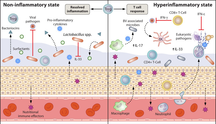 Exploring the vaginal ecosystem: insights into host-microbe interactions and microbial community dynamics.