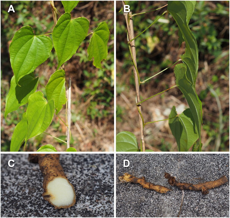 The complete chloroplast genome of <i>Dioscorea tenuipes</i> Franch. & Sav. and its phylogenetic analysis.