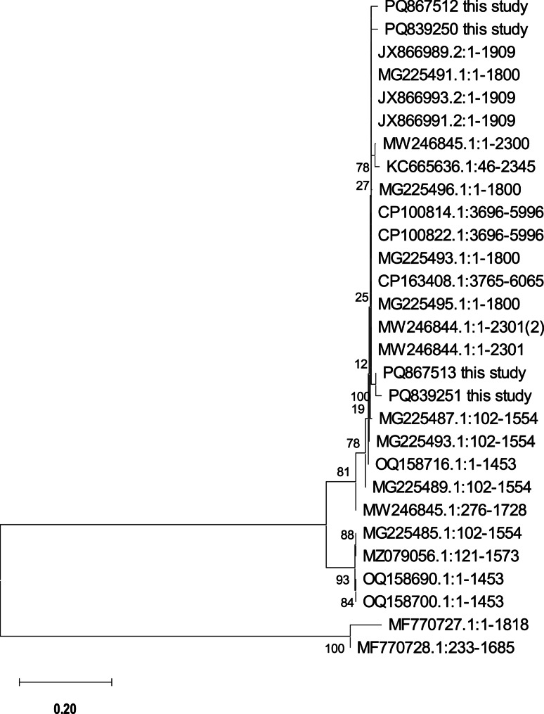 Presence of virulent Edwardsiella tarda in farmed nile tilapia and striped catfish.