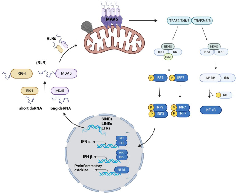 Inflammatory mitochondrial signalling and viral mimicry in cancer.