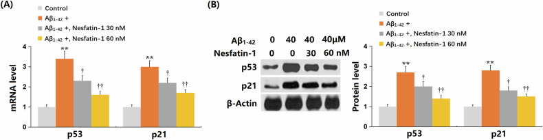 Nesfatin-1 ameliorates blood-brain barrier dysfunction in Alzheimer's disease by targeting VEGF-R1 and reducing cellular senescence in brain vascular endothelial cells.