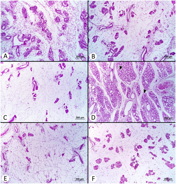Exploring the Effects of Artemisia absinthium L. Essential Oil on Pseudopregnancy Model in Rats.