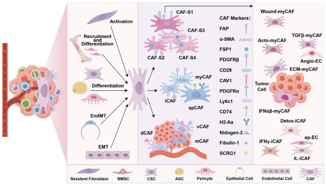 Crosstalk between heterogeneous cancer-associated fibroblast subpopulations and the immune system in breast cancer: key players and promising therapeutic targets.