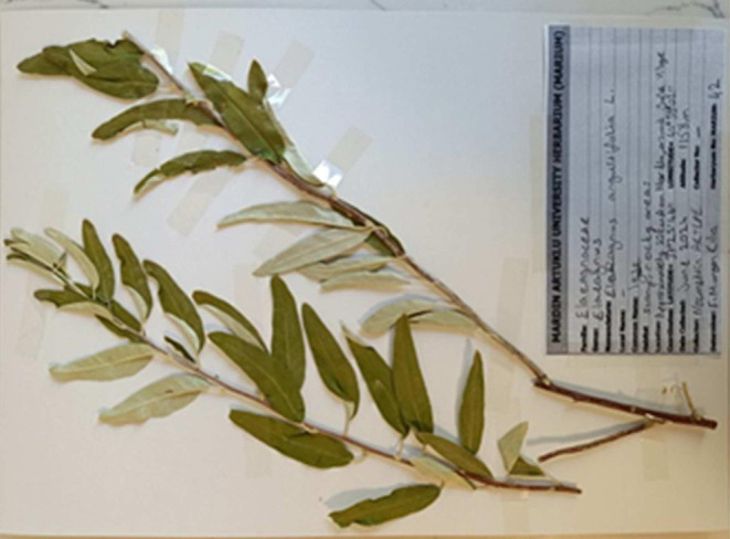 Anticancer, Antioxidant and Antimicrobial Activity of <i>Elaeagnus angustifolia L</i>. Leaf Extract.