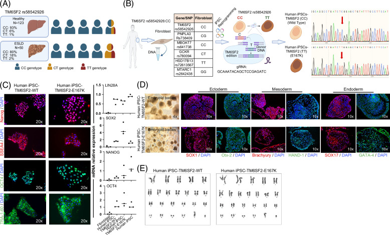 Human-induced pluripotent stem cell-based hepatic modeling of lipid metabolism-associated TM6SF2-E167K variant.
