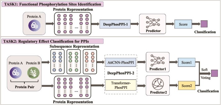 DeepPhosPPI: a deep learning framework with attention-CNN and transformer for predicting phosphorylation effects on protein-protein interactions.