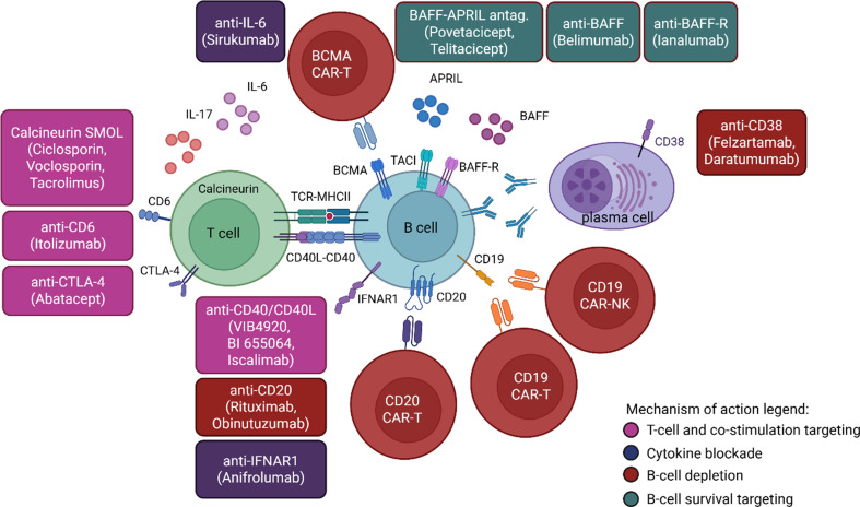 Taming renal inflammation: signaling pathways and therapeutic advances in lupus nephritis.