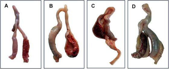 Efficacy of Routinely Used Anticoccidials Against Eimeria tenella Field Isolates in Chicken: Bangladesh Perspective.