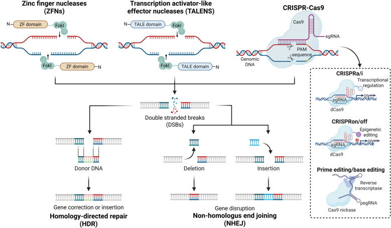 Cutting-edge technologies in neural regeneration.