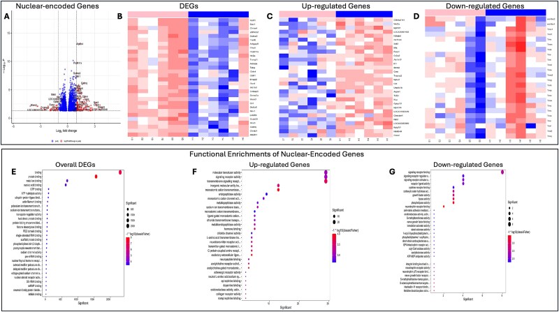 Stress-induced altered expression of hippocampal nuclear and mitochondrial encoded genes in rats and cross-species genetic associations reveal molecular links to depression.