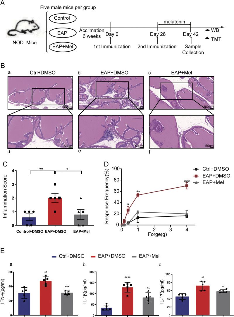 Identification of proteomic markers of chronic prostatitis/chronic pelvic pain syndrome treated with melatonin using a tandem mass tag approach.