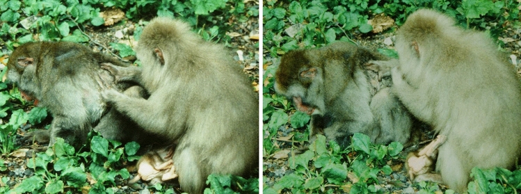 Responses to dying and dead adult companions in a free-ranging, provisioned group of Japanese macaques (Macaca fuscata).