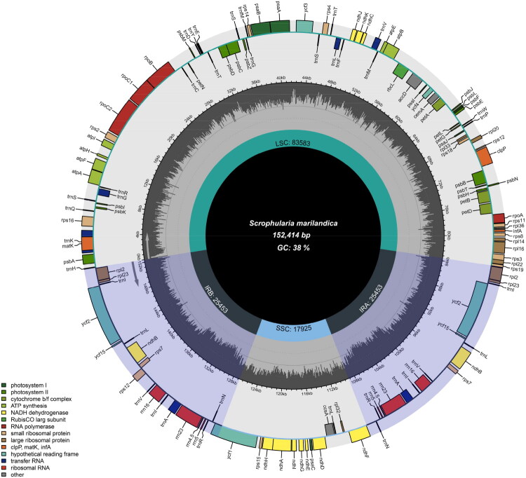 Chloroplast genome characteristics and phylogenetic analysis of <i>Scrophularia marilandica</i> Linnaeus (Scrophulariaceae).