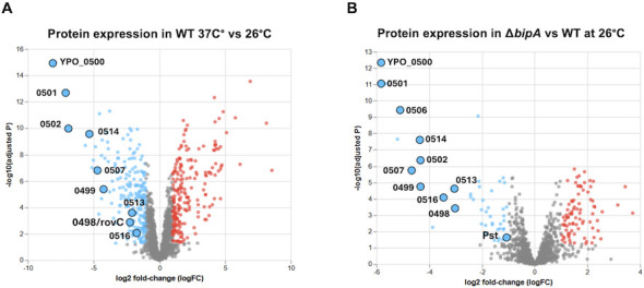 <i>Yersinia pestis</i> BipA is a novel regulator of pesticin and a type 6 secretion system.