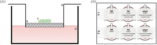 Hyaluronic acid promotes biomineralization of osteoblast-like cells - observations on two different barrier membranes.