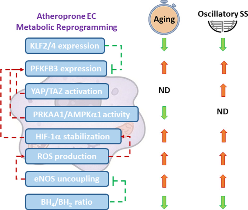 Impacts of aging and fluid shear stress on vascular endothelial metabolism and atherosclerosis development.