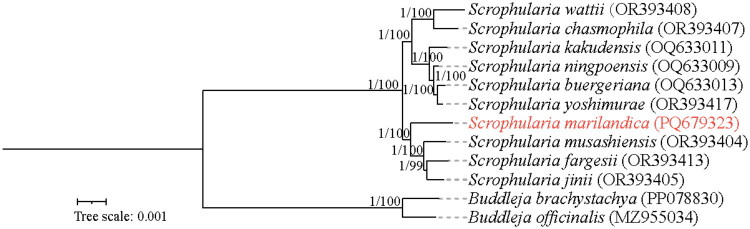 Chloroplast genome characteristics and phylogenetic analysis of <i>Scrophularia marilandica</i> Linnaeus (Scrophulariaceae).