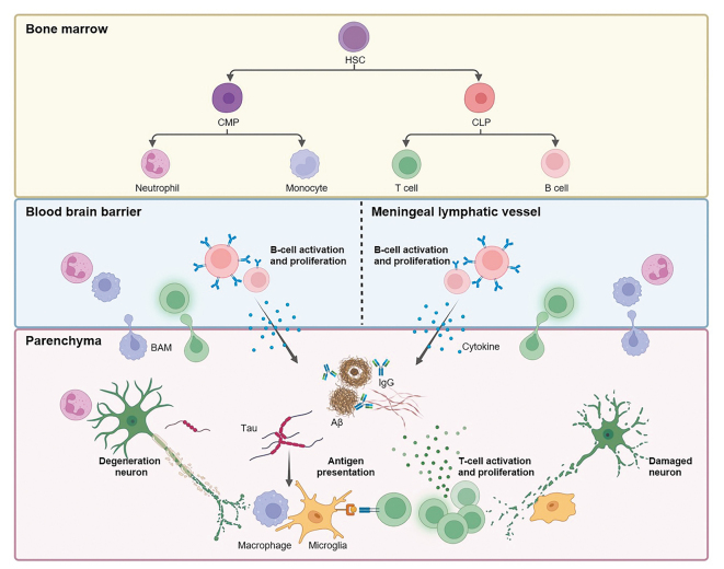 Adaptive immunity in the neuroinflammation of Alzheimer's disease.